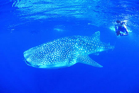 Ningaloo Reef Resort - Holiday Find 1