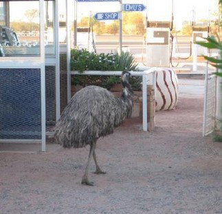Curtin Springs Station - Holiday Find 5