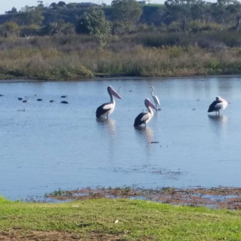 Avoca Dell Caravan Park - Holiday Find 8