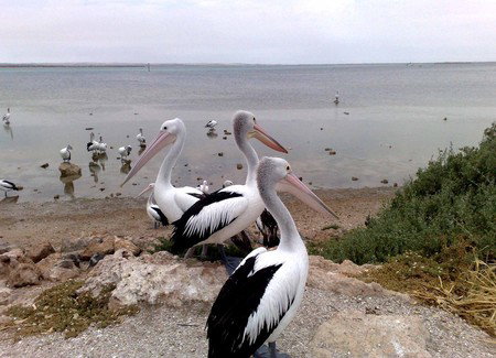Venus Bay Caravan Park - Holiday Find 1