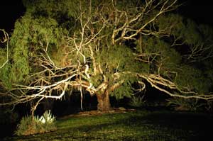 Adelaide Hills Country Cottages - The Nest - Holiday Find 4