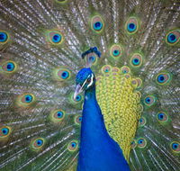 Willunga Peacock Farm Bed and Breakfast - Holiday Find