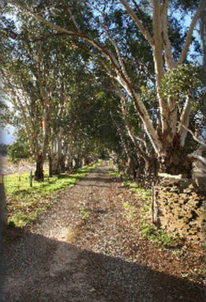 Peppertree - Mintaro - Holiday Find 6