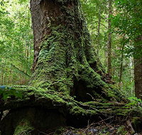 Land of the Giants Caravan Park - Holiday Find