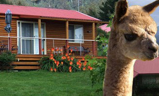 Maydena Country Cabins Accommodation & Alpaca Stud - Holiday Find 1