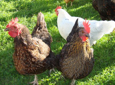 Pinners Bed And Breakfast - Holiday Find 1