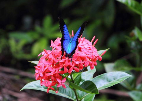 Daintree Secrets (Award Winning Retreat) - Holiday Find 5