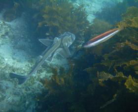 Honeymoon Bay - Holiday Find 0