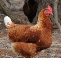 Avonmore Estate Biodynamic Winery - Holiday Find