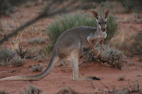 Pimpara Lake StationStay - Holiday Find 1