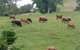 Bemurrah Homestead At Pee Dee - thumb 5