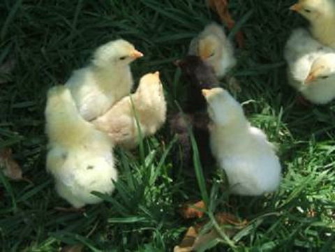 Lee Farmstay - Holiday Find 8