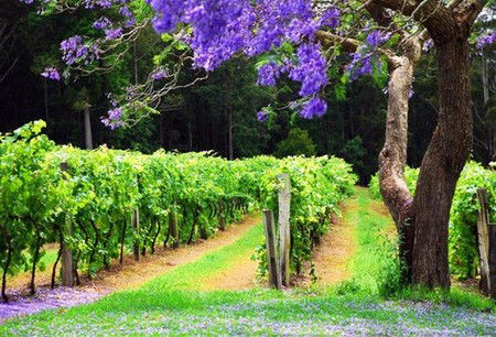 Bago Vineyards - Holiday Find 0