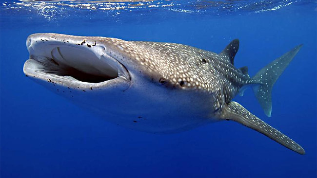 Exmouth Holiday Homes - Holiday Find