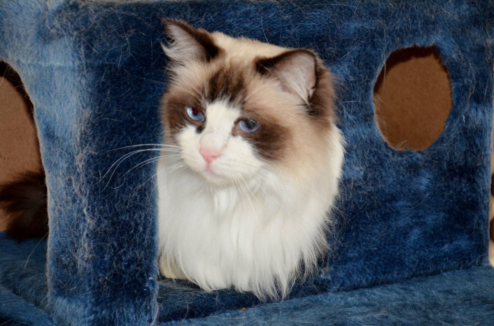 Canning Vale East ACT Holiday Find