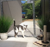 Caringbah Cat Hotel - Holiday Find