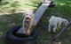 Beenleigh Pet Motel - thumb 0