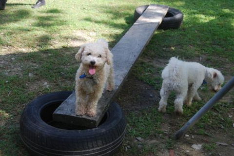 Beenleigh Pet Motel - Holiday Find 0