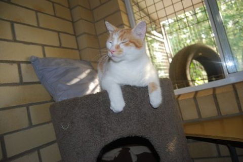 Beenleigh Pet Motel - Holiday Find 3
