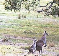 Kangaroo Ridge Retreat - Holiday Find
