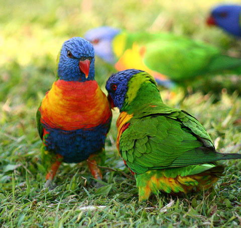 Shambhala Retreat Magnetic Island Cottages - Holiday Find 8