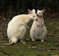 Captain Cook Holiday Park - Holiday Find