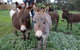 Donkey Tales Farm Cottages - thumb 0