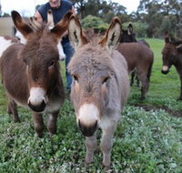 Donkey Tales Farm Cottages - Holiday Find