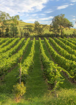 Balgownie Estate Vineyard & Spa - Holiday Find 4
