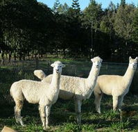 Blackwattle Farm BampB and Farm Stay - Holiday Find