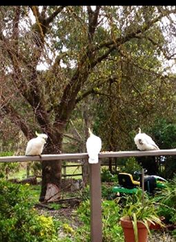 Wonga Park VIC Holiday Find