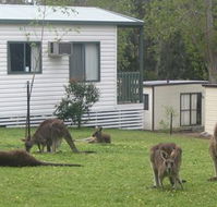 Halls Gap Caravan Park - Holiday Find