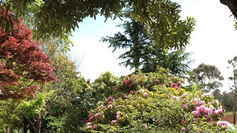 Chestnut Springs - Holiday Find 2