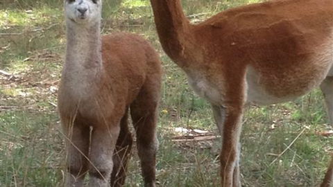 Chestnut Springs - Holiday Find 6