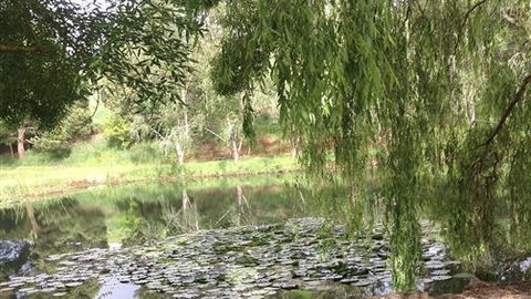 Chestnut Springs - Holiday Find 7