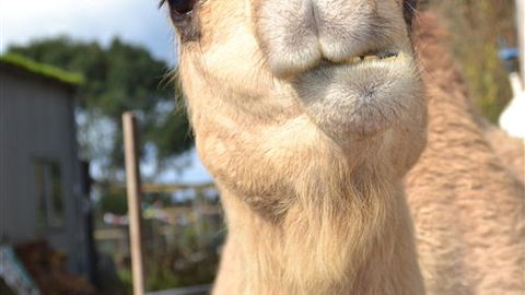 Sea Glimpse Farm Stay - Holiday Find 4