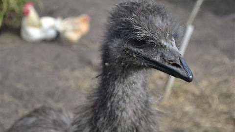 Sea Glimpse Farm Stay - Holiday Find 5