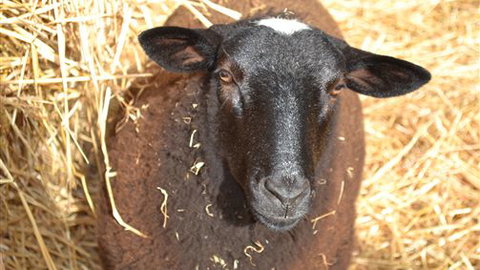 Sea Glimpse Farm Stay - Holiday Find 6