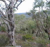 The Glen