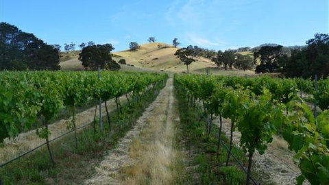 Blue House At Mountainside Wines - Holiday Find 1