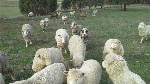 Blue House At Mountainside Wines - Holiday Find 2