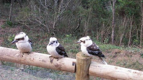 Wattletree Cottage - Holiday Find 3