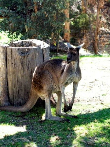 Toodyay Holiday Park & Chalets - Holiday Find 3