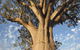 Pinctada Kimberley Grande - thumb 2
