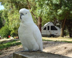 Glamping In The Grampians - Halls Gap Lakeside Tourist Park - Holiday Find 2