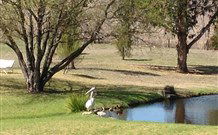 Sapphire City Caravan Park - Holiday Find 4