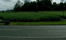 Poinciana Motel - Murwillumbah - Holiday Find 1