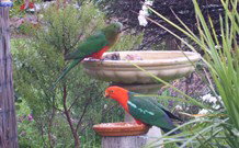 Valley View Motel Murrurundi - Murrurundi - Holiday Find 4