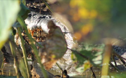 Corroboree Park Tavern - Holiday Find 6