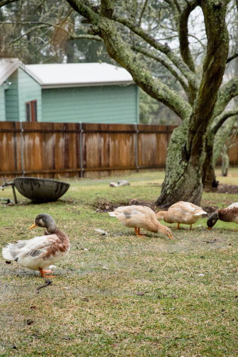 Mount Victoria Manor - Holiday Find 3